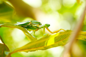 Sumatra, Bukit Lawang, praying mantis Sumatra, Bukit Lawang, praying mantis
